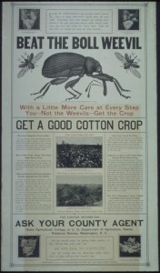 Boll Weevil Poster
