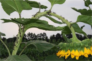 Fig  2  Leaf footed stink bug on Giganteus sunflower (2)
