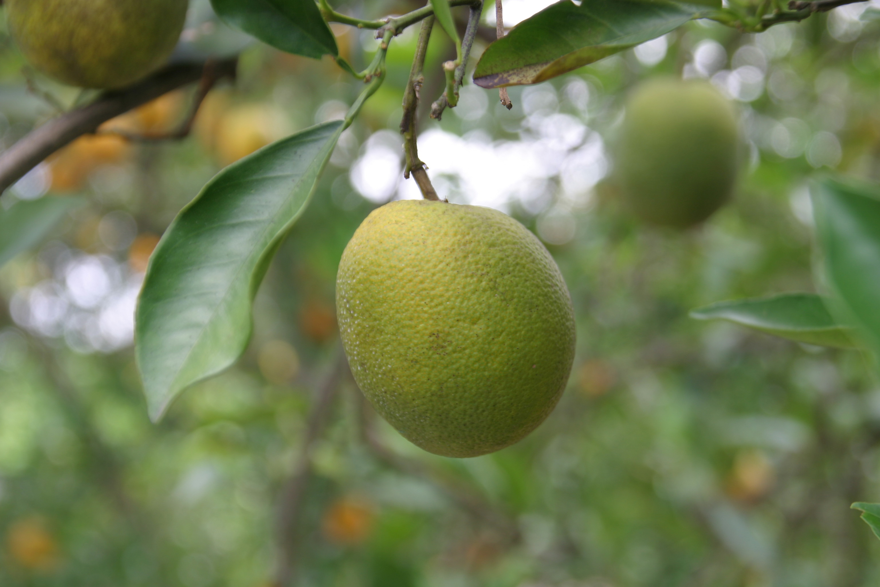 Like a Day Without Sunshine: The Past and Future of Florida Citrus - UF