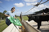 A black cow watching a woman fill a cattle feed trough.