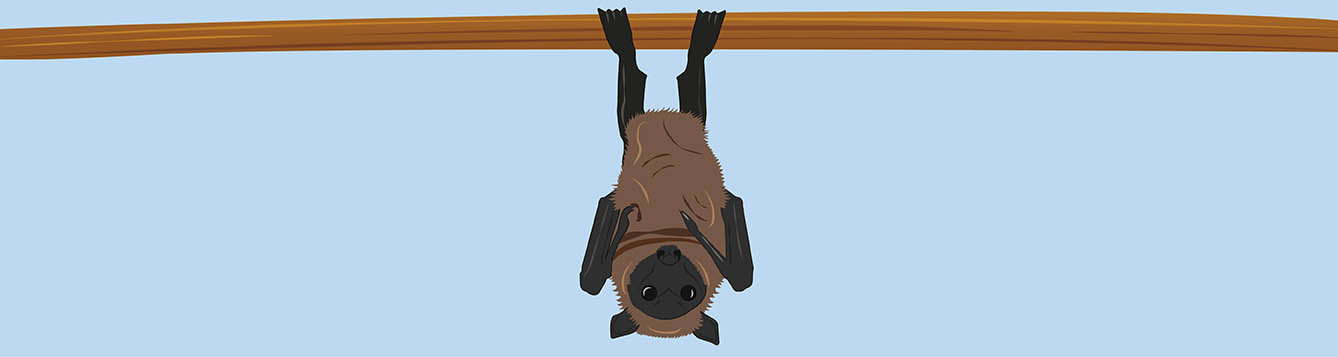 Illustration of a bat hanging upside down,
