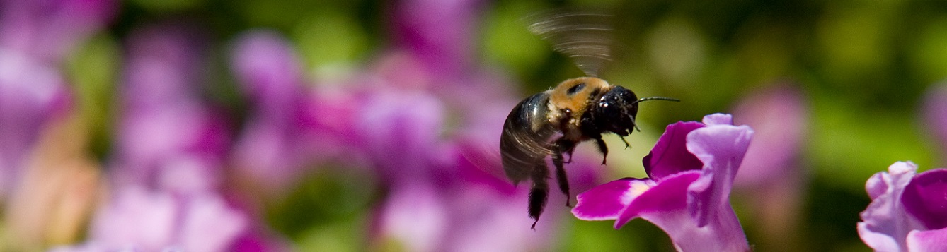 a bee visiting a flower