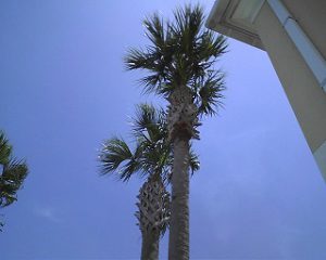An example of poorly pruned "Feather Duster" cuts on palms.
