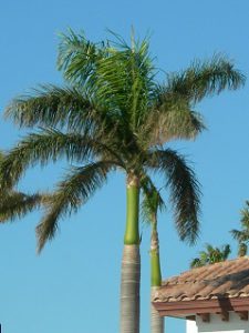An example of a crown shaft on a royal palm. Palms with crown shafts don't require any pruning!