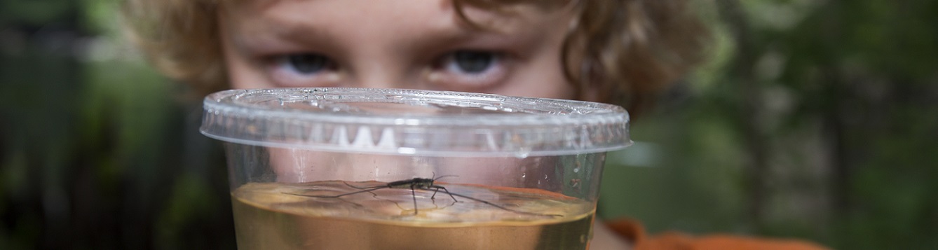 Boy watching a waterbug insect in a jar of water