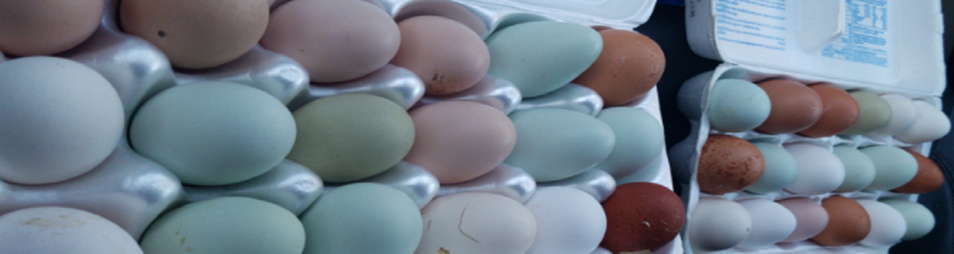variety of chicken eggs for incubation