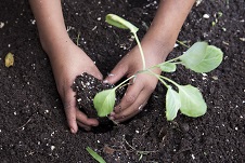 child's hands planting vegetables