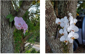 Moth Orchid blooms in a live oak tree