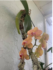 blooming orchid grown on a branch of wood.