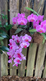 blooming orchid on a wooden fence