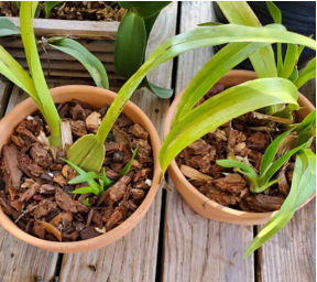 re-potted orchids without blooms