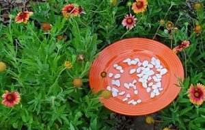 dish placed in flower bed for butterfly water source