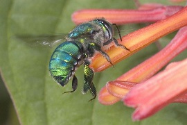 green bee on honeysuckle flower