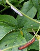 2 butterfly caterpillars on a Passionflower vine