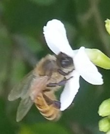 a honeybee nectaring from duranta blossom
