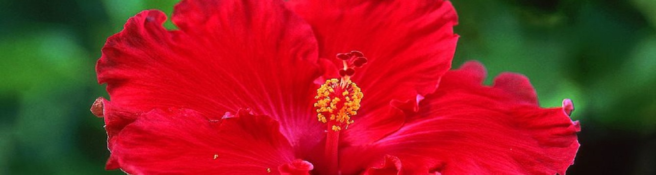 bright red Hibiscus flower