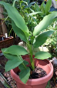 A leafy green turmeric plant in a pot