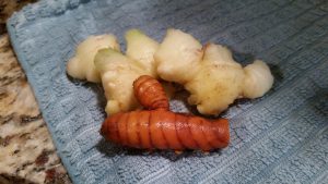 roots of ginger and turmeric, photo by Yvonne Florian