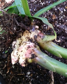 Freshly dug ginger root with leaves and soil still attached.