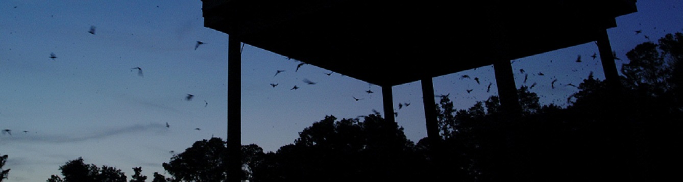 bats emerging from a large bat house at dusk