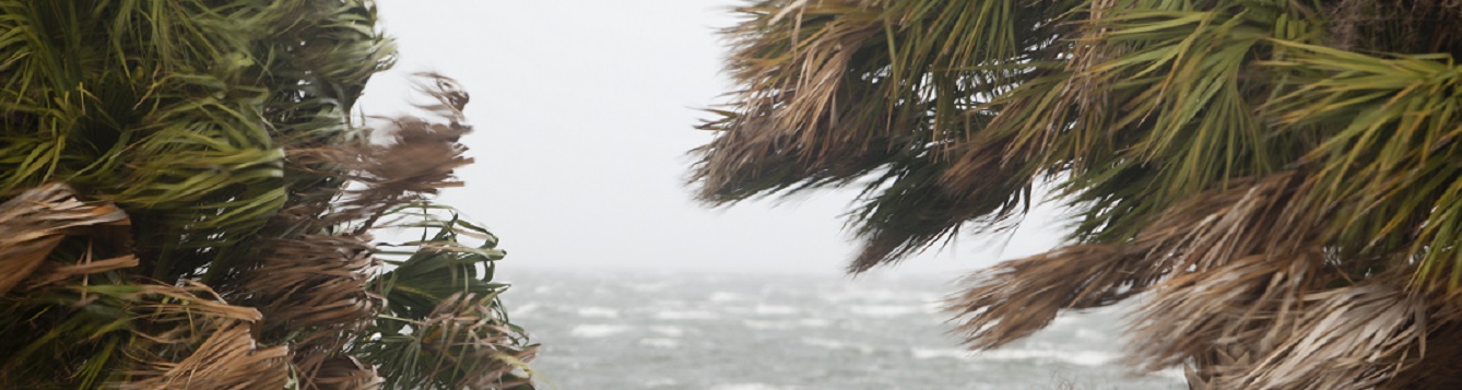 Wind & Sabal palmetto in advance of a storm