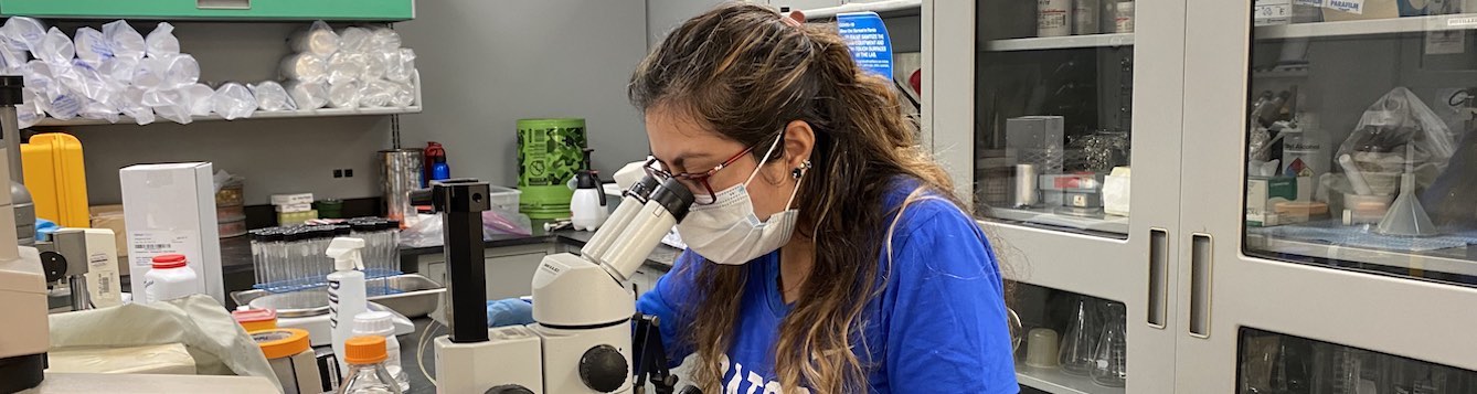 Daniela Cardenas examines sugarcane orange rust spores under a microscope