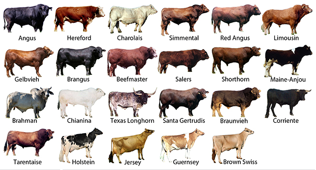 Cattle Epd Chart