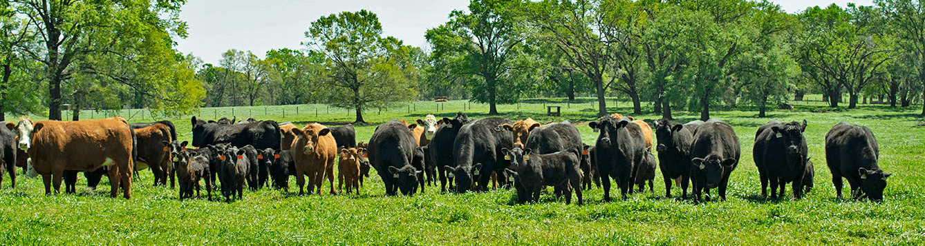 Crossbred Cattle