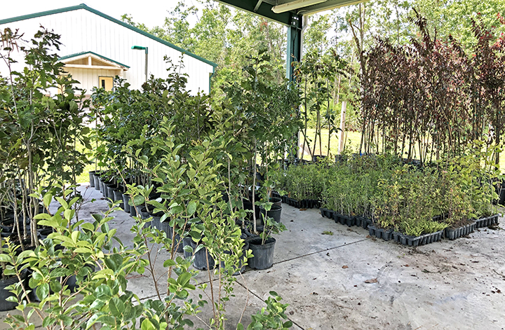 Donated Trees
