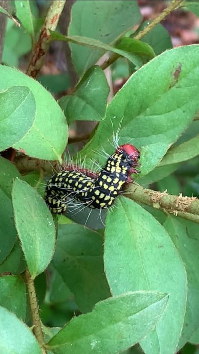 Controlling Azalea Caterpillars on Azaleas & Blueberry Bushes - UF/IFAS