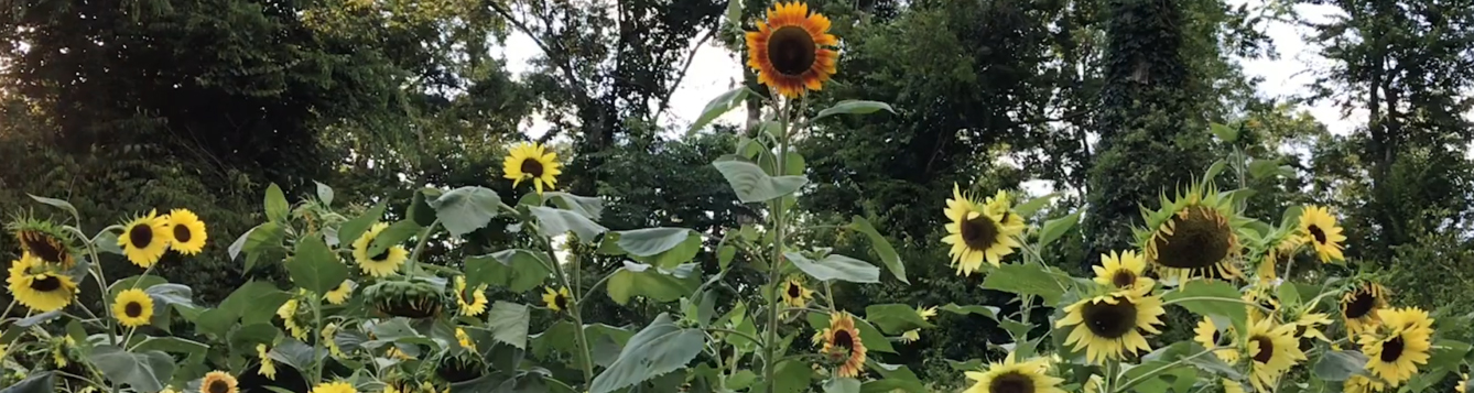 Sunflower header