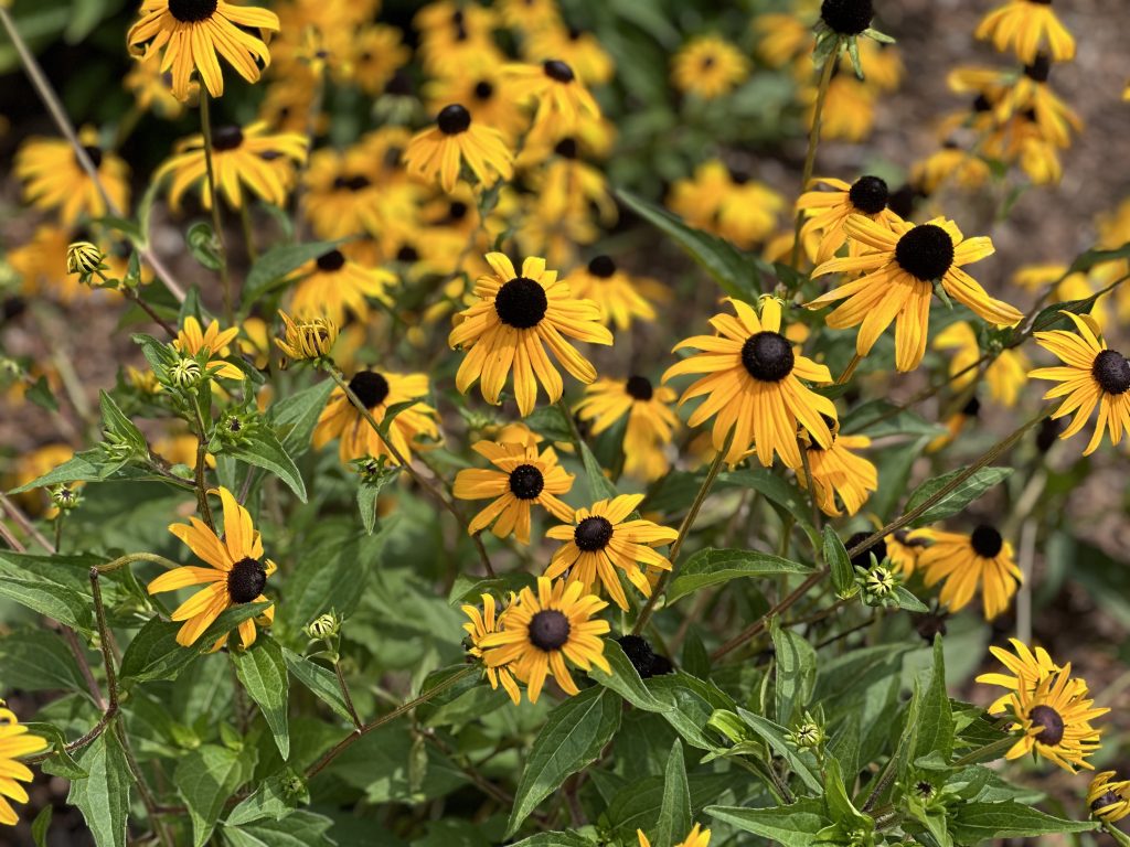 Native Florida Flowers For Native Pollinators Uf Ifas Extension