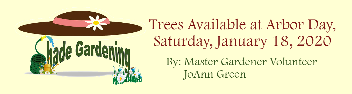 Shady Garden Native Trees January 2020