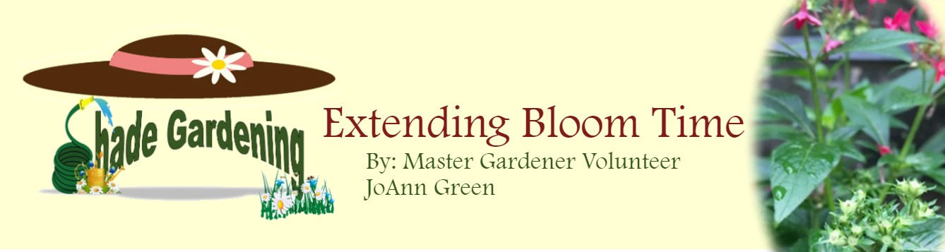 Extending Bloom Time October 2020 feat