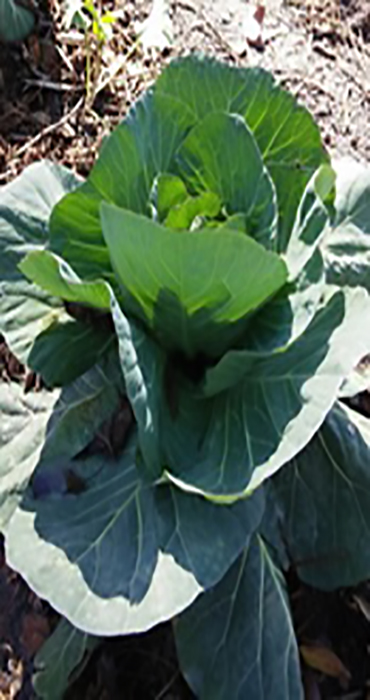 cabbage image insert 1