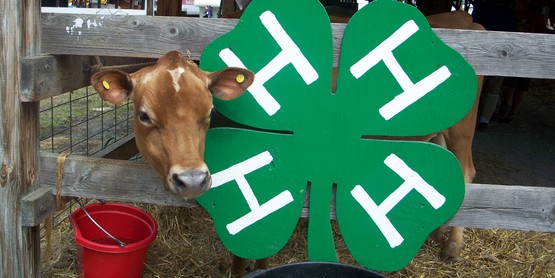 calf's head poling out beside a wooden 4-h clover