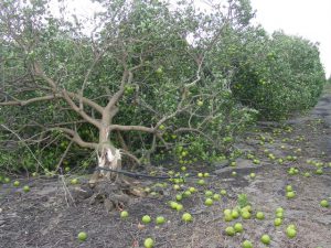 toppled citrus tree from hurricane winds