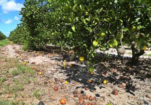 oranges on the ground due to damaging winds from hurricane irma