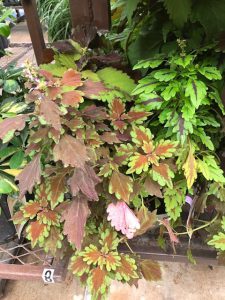 The burgundy leaves of coleus make it a no fail plant for fall color.  Plant in morning sun and afternoon shade or filtered shade for best performance.