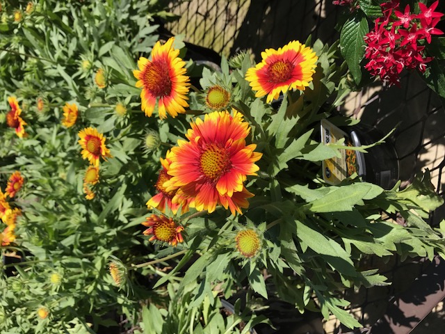 'Mesa Bright' blanket flower is easily found at local retail garden centers. This annual provides a profusion of attention demanding red and yellow blooms throughout its growing season.