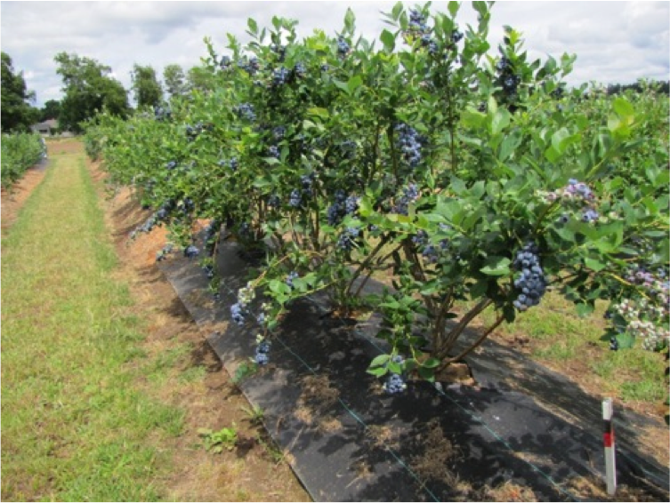 These blueberries are being grown with weedmat to control weeds.