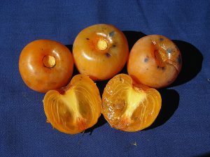 Native persimmon fruit cultivar 'Prok'