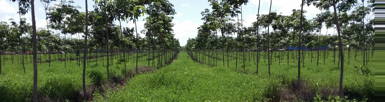 A cover crop in this rubber plantation provides nitrogen to the crop plants.