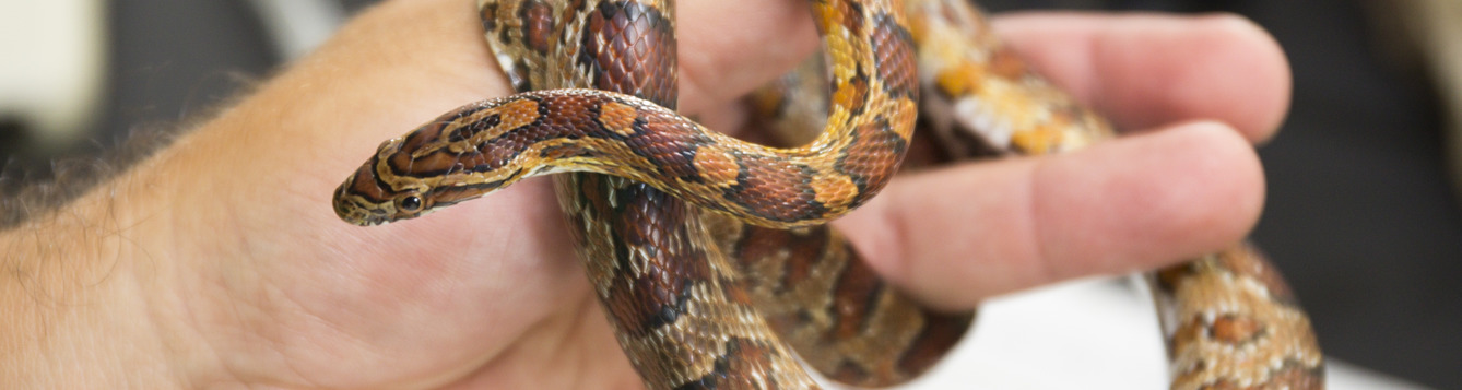 A nonvenemous snake being held