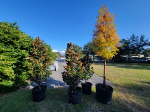 To Plant or Not to Plant? The Low-Down on Fabric Containers » Other »Holden  Forests & Gardens