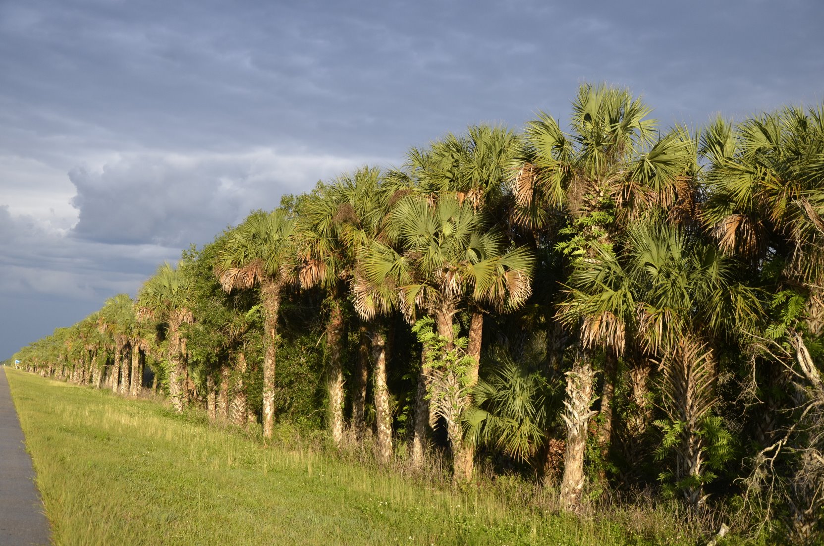 Q And A Differences Between Sabal Palms With And Without Cross