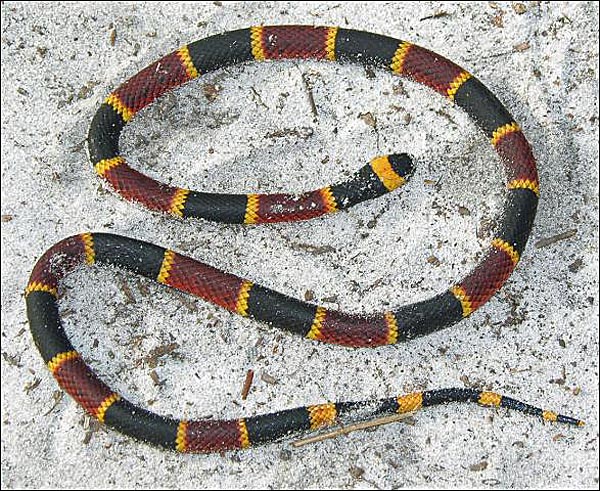 Florida’s Venomous Snakes - UF/IFAS Extension Levy County