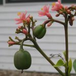 drupe like fruit on flowering jatropha