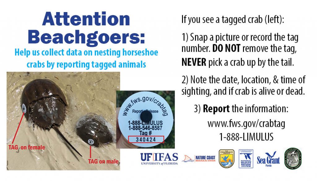 How to report a tagged horseshoe crab