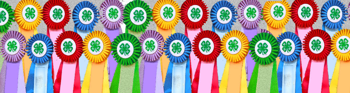 4-H competitions rows of ribbons